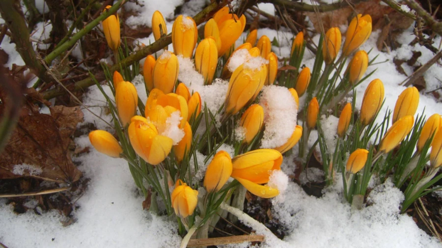 Середина весны балует дождями и мокрым снегом - прогноз