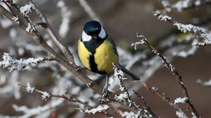 В Украине в ближайшие дни – сильные морозы