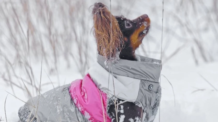 После сильных морозов в Украину вернется тепло