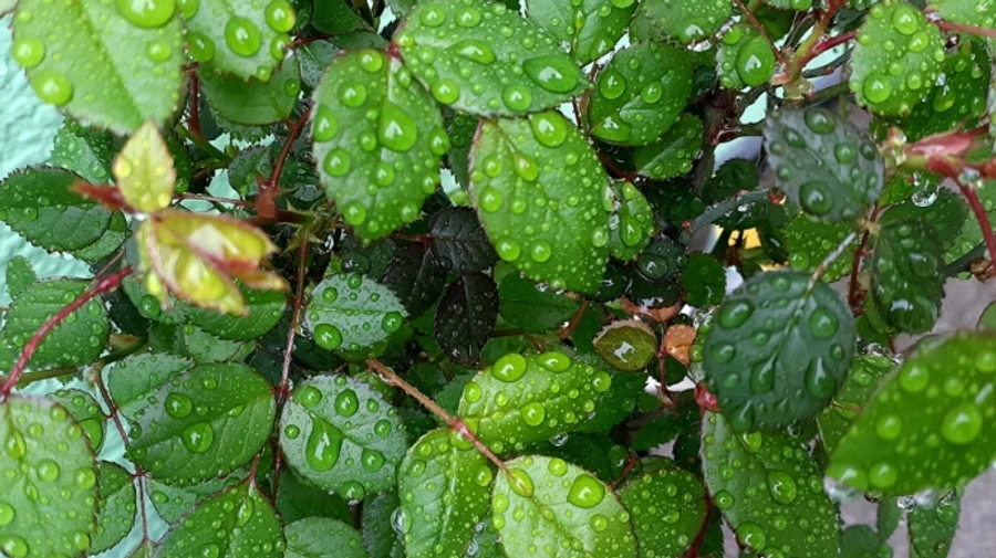 Дощі і подекуди нічні заморозки на ґрунті – погода на вихідні