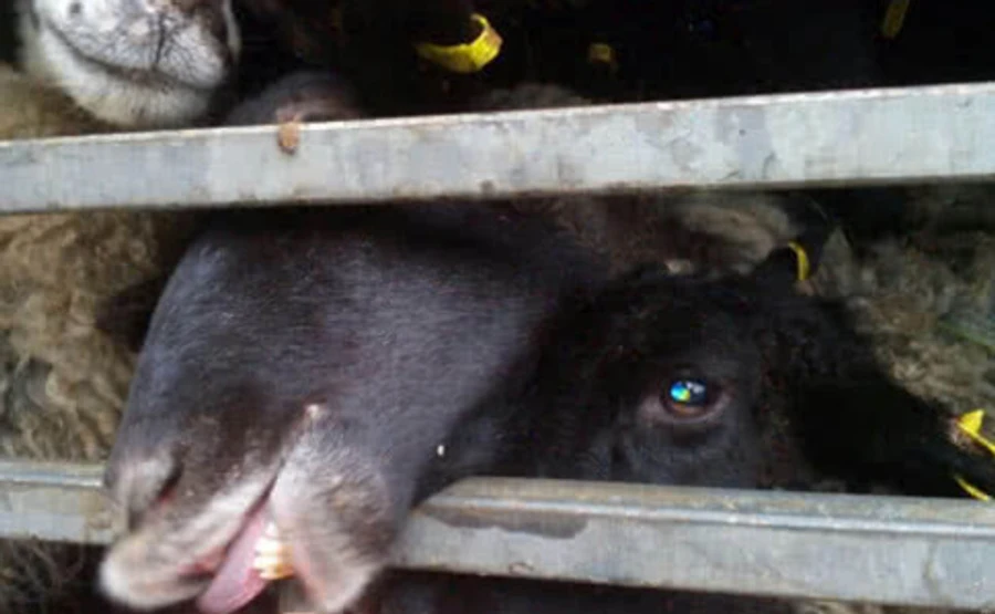 Фуру з вівцями розвантажили у Тульчині, із 300 тварин загинули 54