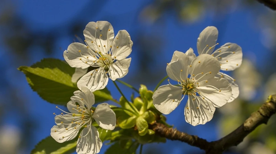 В Україні буде сухо і тепло, лише в Карпатах невеличкий дощ