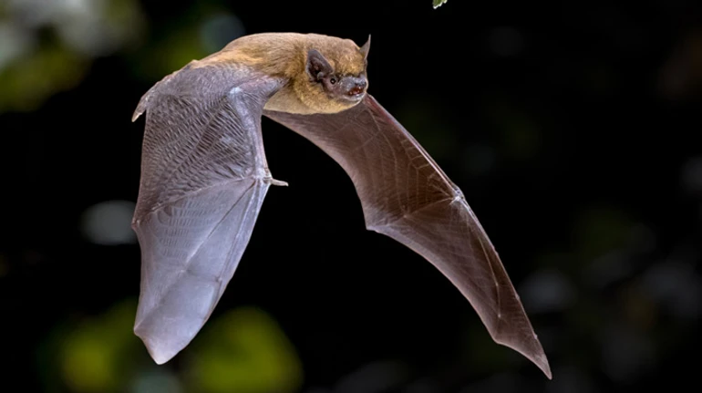 Не щури і не вампіри. Що треба знати про кажанів і їхню любов до людських домівок