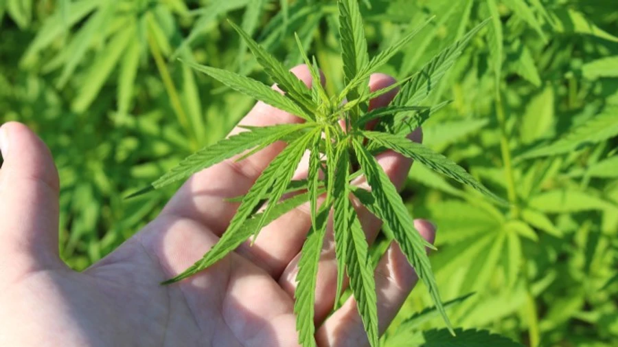 Італія близька до референдуму про декриміналізацію канабісу, підписи зібрали за тиждень