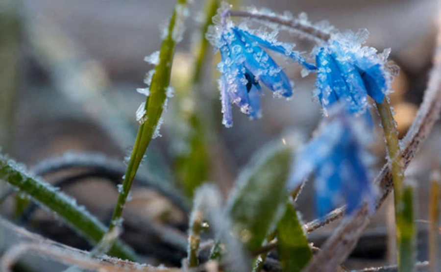 Синоптики попередили про заморозки