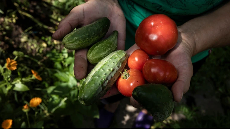 В Україні прогнозують зростання цін на хліб, овочі, крупи та яйця: у ВАР назвали причини