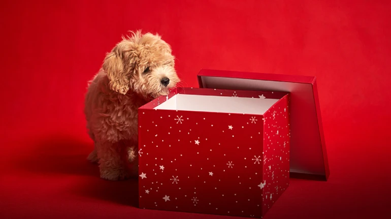 My dog is red, just like my dad's beard. How a dream came true for the son of a fallen hero, and why children need a Christmas miracle