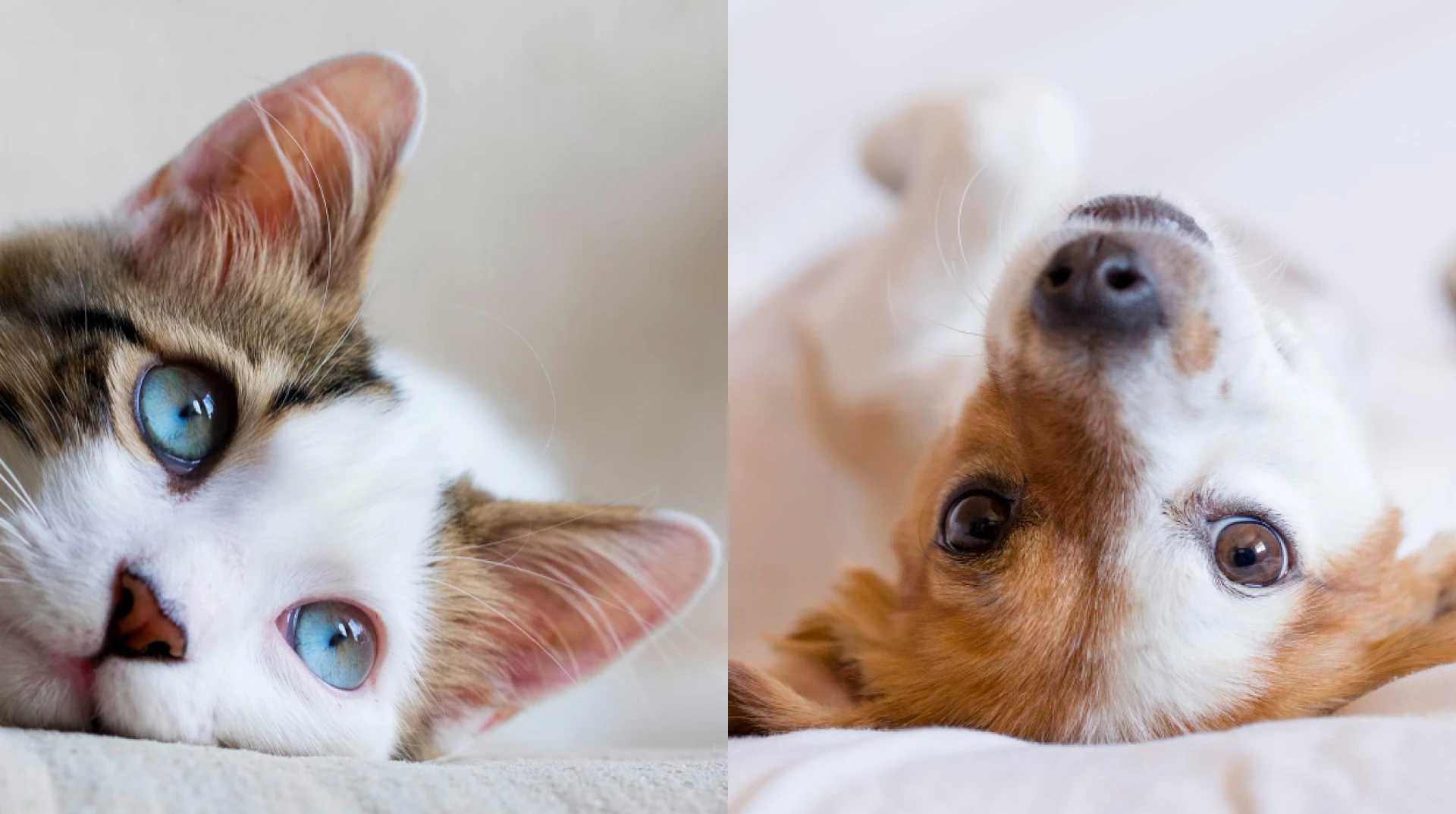 Как правильно выбрать питание для кота и собаки в зависимости от возраста (укр)