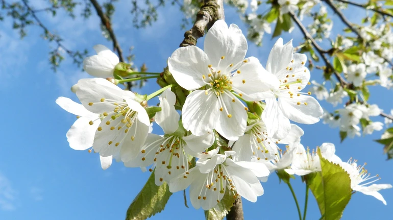 У суботу в Україні дощитиме, в неділю – переважно без опадів