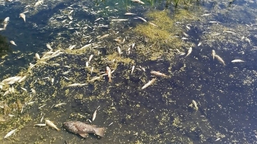 Держінспекція перевірила якість води у Десні на Київщині і відхилень не виявила