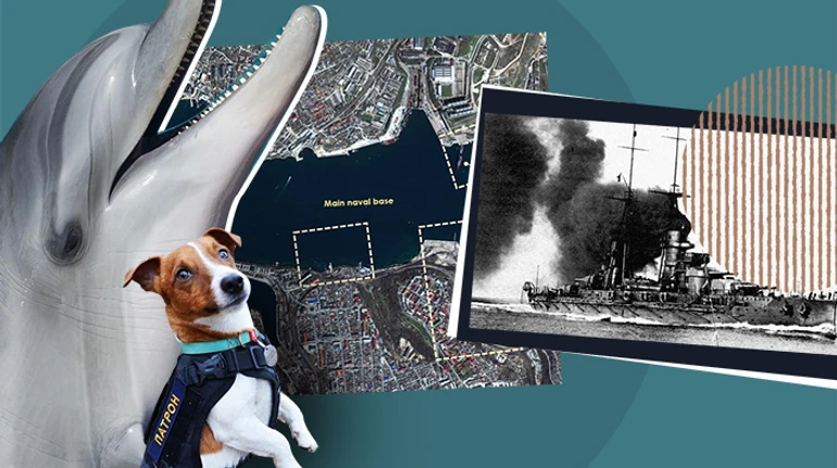 Боевые дельфины, гибель линкора Новороссийск, подводные диверсанты и собачка Патрон