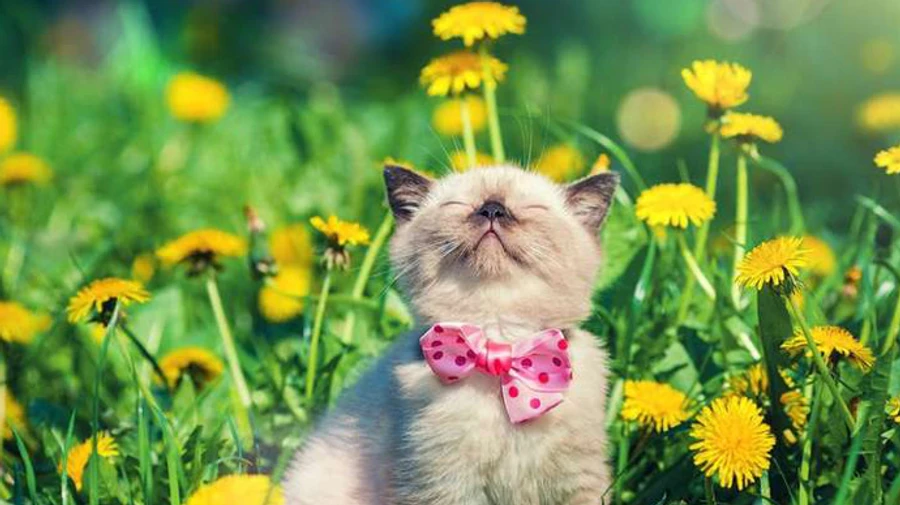 Циклон з дощами ще не відступає, але тепло уже на порозі