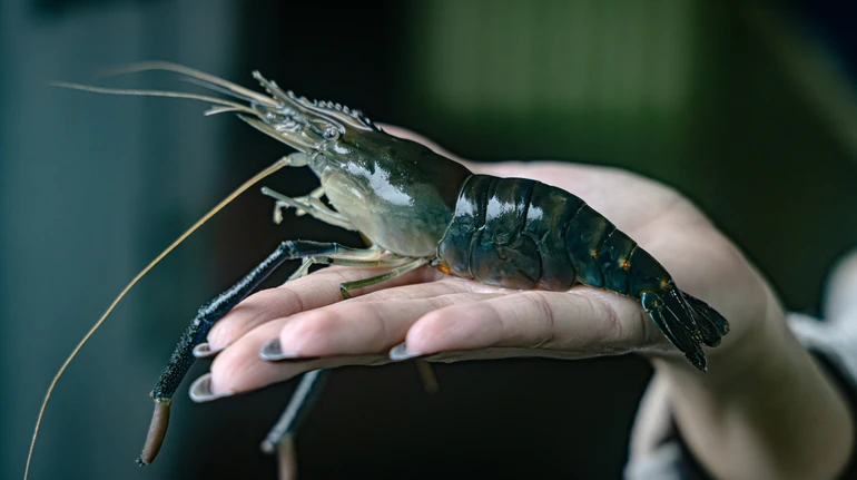 Від антиквара у Ватикані до власника ферми: як українець вирощує найбільшу креветку у світі