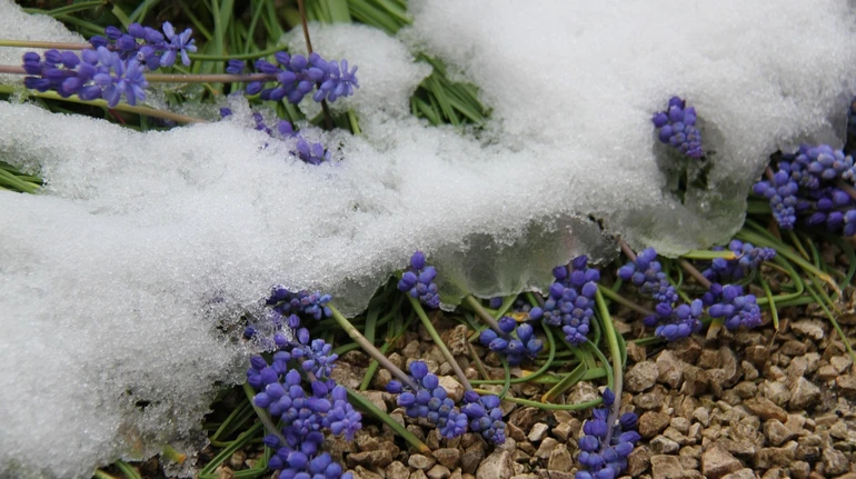 По всій країні прогнозують дощі, сніг і нічні заморозки