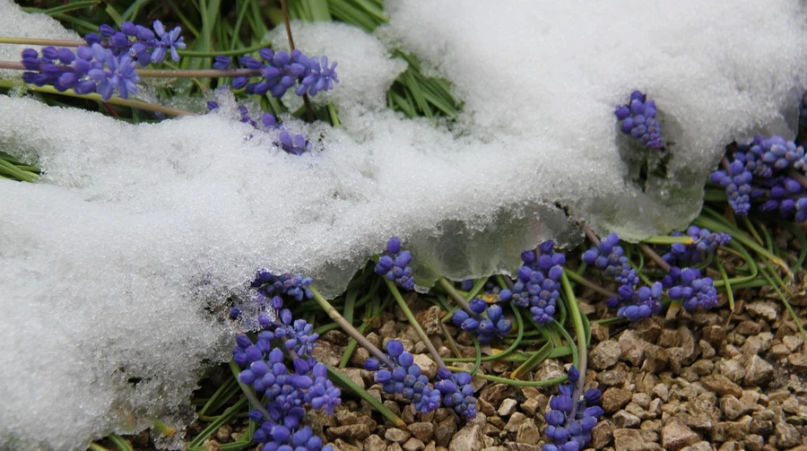 По всій країні прогнозують дощі, сніг і нічні заморозки