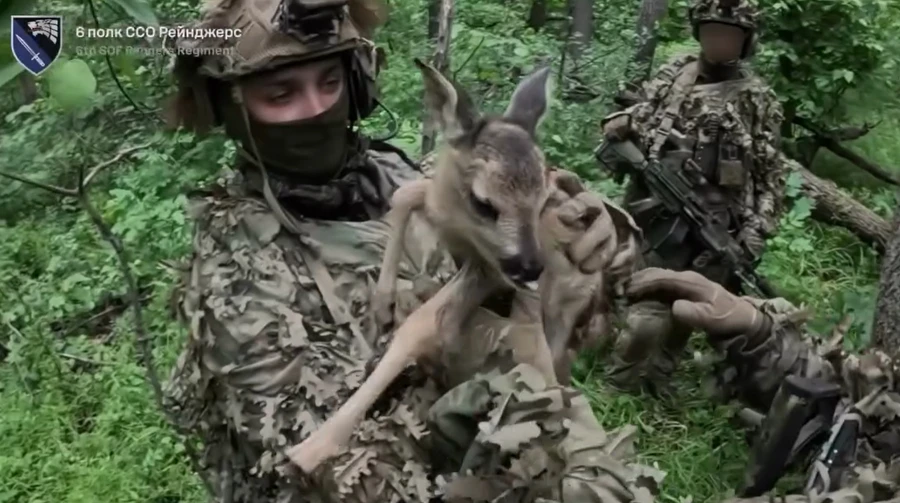 Operation Bambi: Ukrainian forces rescue baby deer and take three Russians prisoner – video