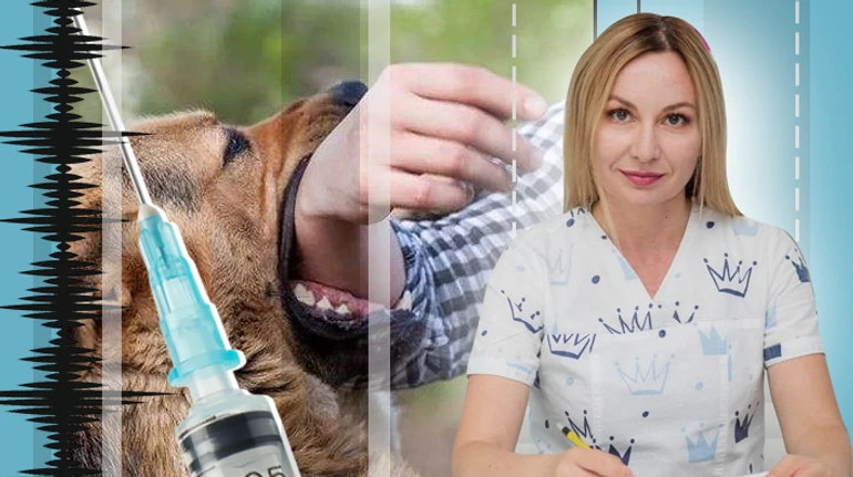 Випадки сказу в Україні почастішали. Все, що треба знати про хворобу зі 100% смертністю