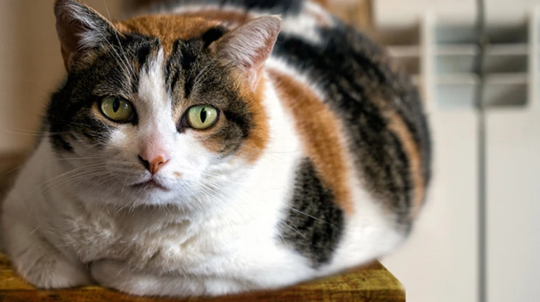 Толстые коты – это мило, но опасно. Как понять, что у любимца лишний вес