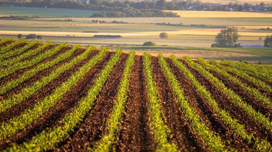 Глава Закарпатья сообщил о самой скандальной земельной афере года