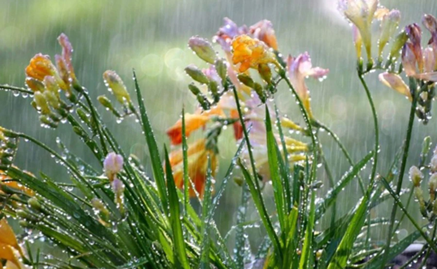 Украину будут поливать дожди до конца недели