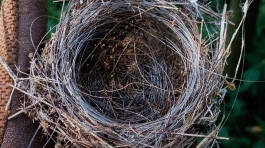 Traps for animals: scientists study how fibre optics affect the environment