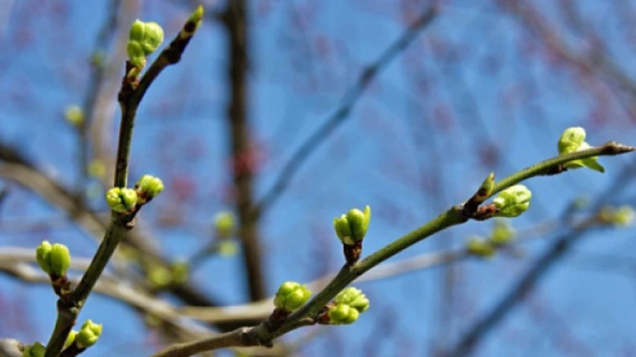 Весна в Киеве оказалась холоднее нормы