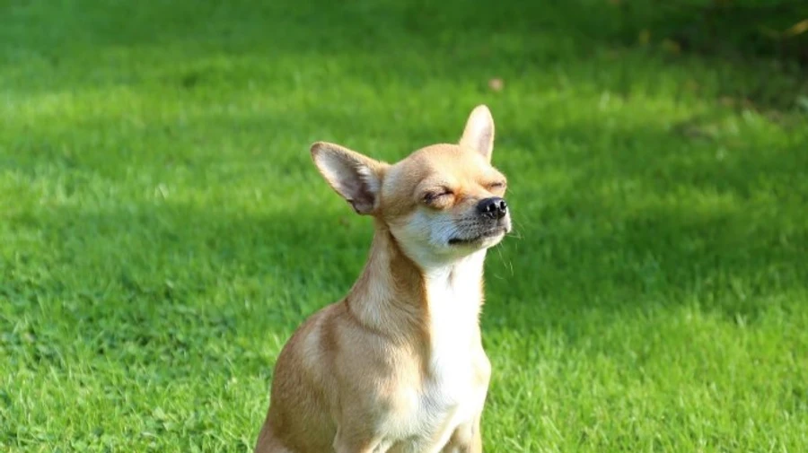 Погода у неділю порадує українців сонцем та теплом