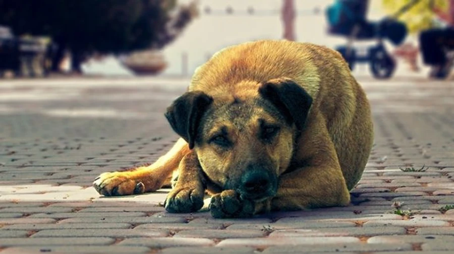 В Україні більше не продаватимуть конфіскованих тварин на аукціоні