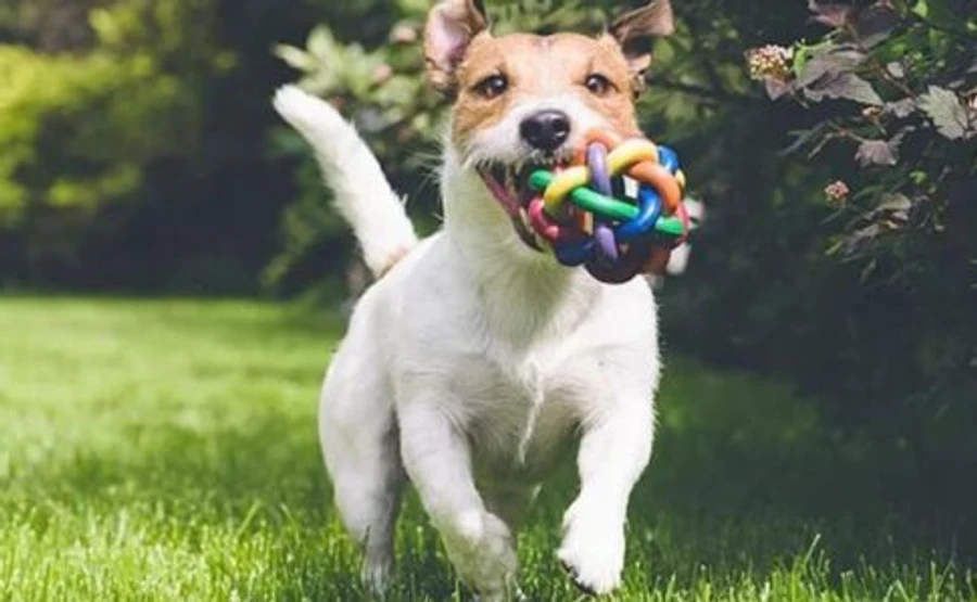 В Испании, чтобы обойти карантин, предлагают собак в аренду