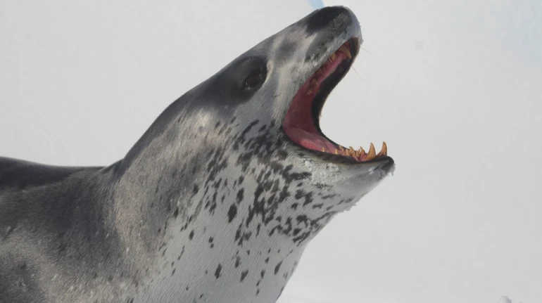 Полярники показали опасную подводную встречу с любопытным морским леопардом