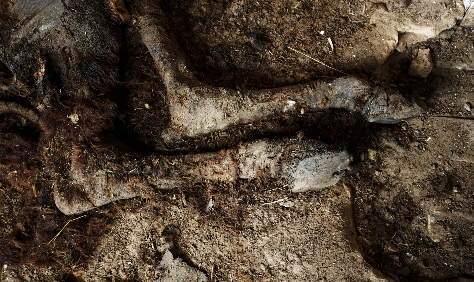 Кладбище контактных животных. Как зоопарк в Ямполе не пережил оккупацию