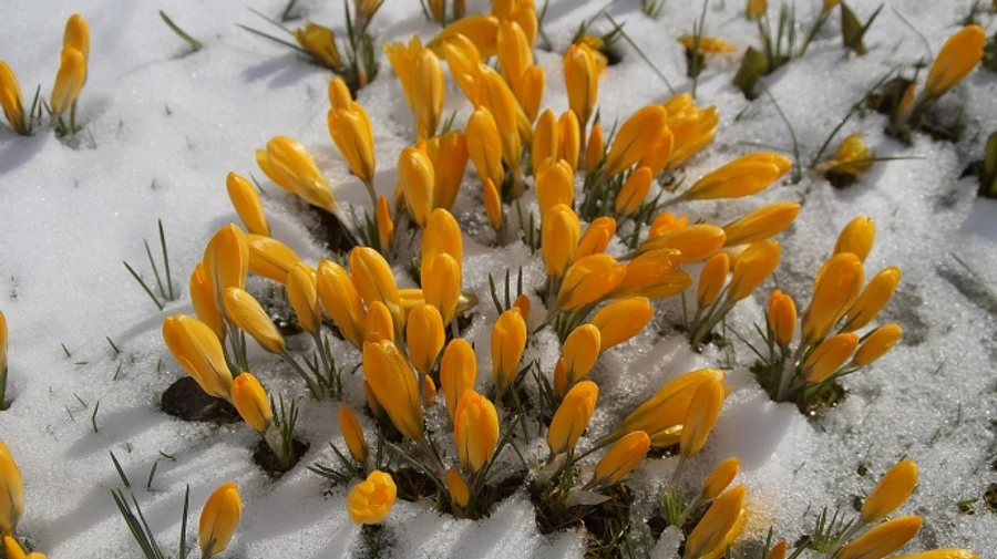 В Україні подекуди дощитиме, в Карпатах очікують мокрий сніг  