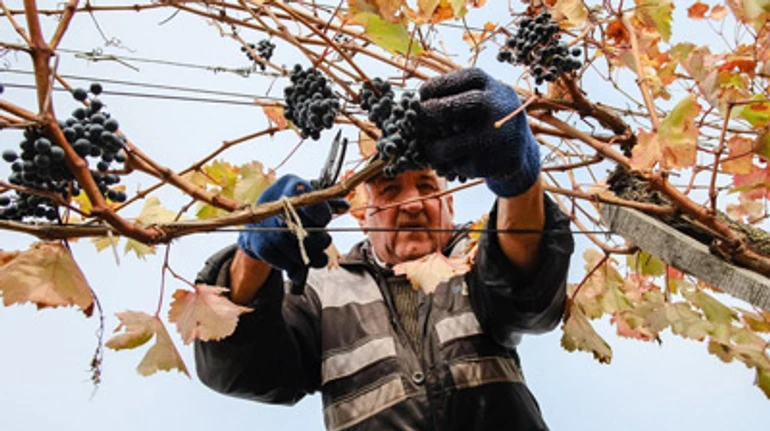 Між Барселоною та Очаковом: як айтівець став виноробом. Історія Beykysh Winery