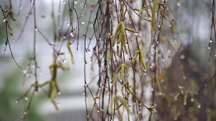 Україну накриють дощі і грози
