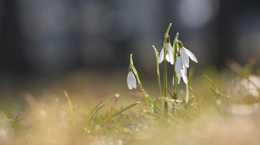В понедельник в Украине до 17° тепла, ночью небольшой минус