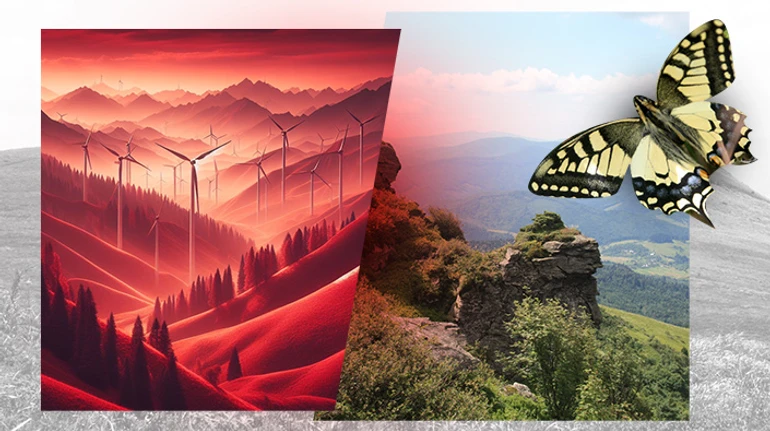 Бій з вітряками. Як вітроенергетика загрожує дикій природі українських Карпат