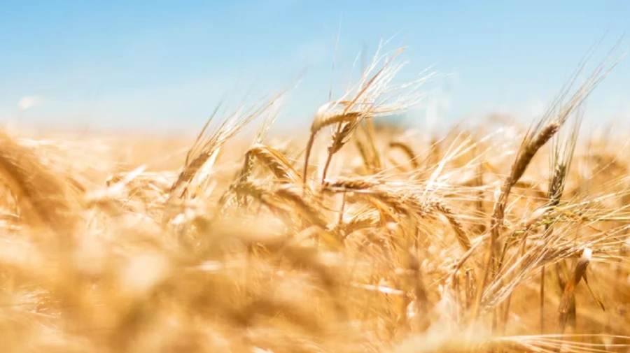 Латвія може допомогти Україні перевозити зерно залізницею