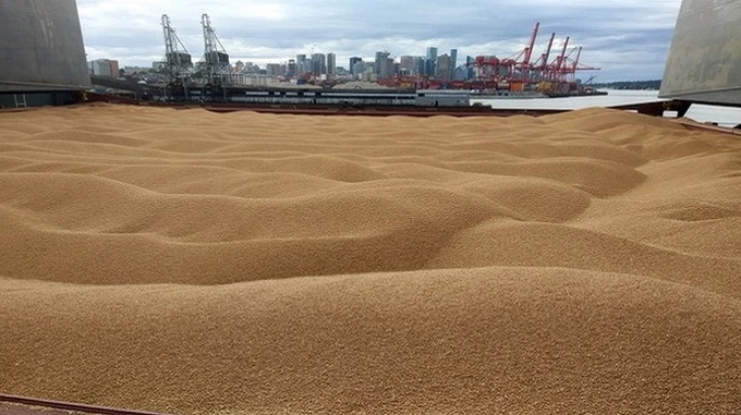 Росія вивозить крадене українське зерно в Туреччину – Схеми