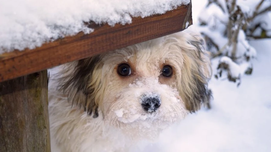 Погода: на українців чекають хуртовини і сильний вітер