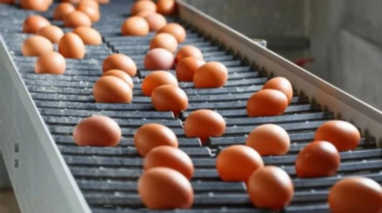 Україна у березні експортувала рекордний обсяг яєць за останні 5 років
