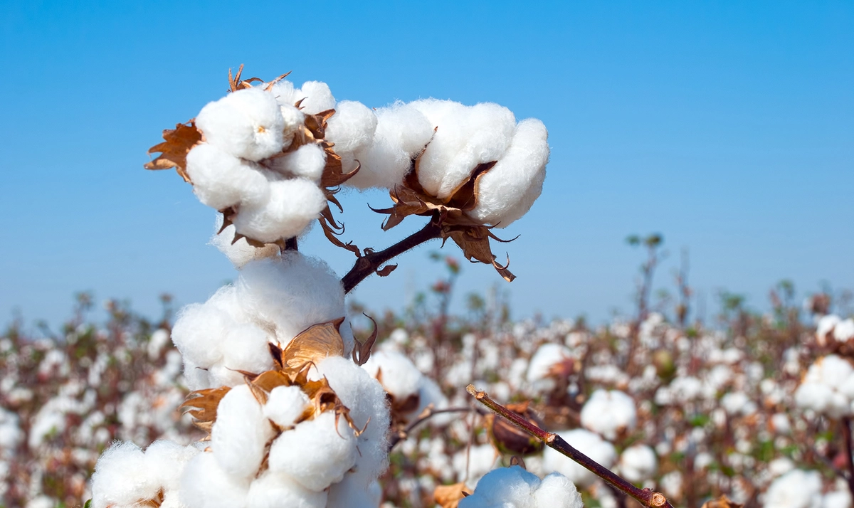 Cotten Shell Cotton and shells. Ukraine's first steps towards gunpowder production ...