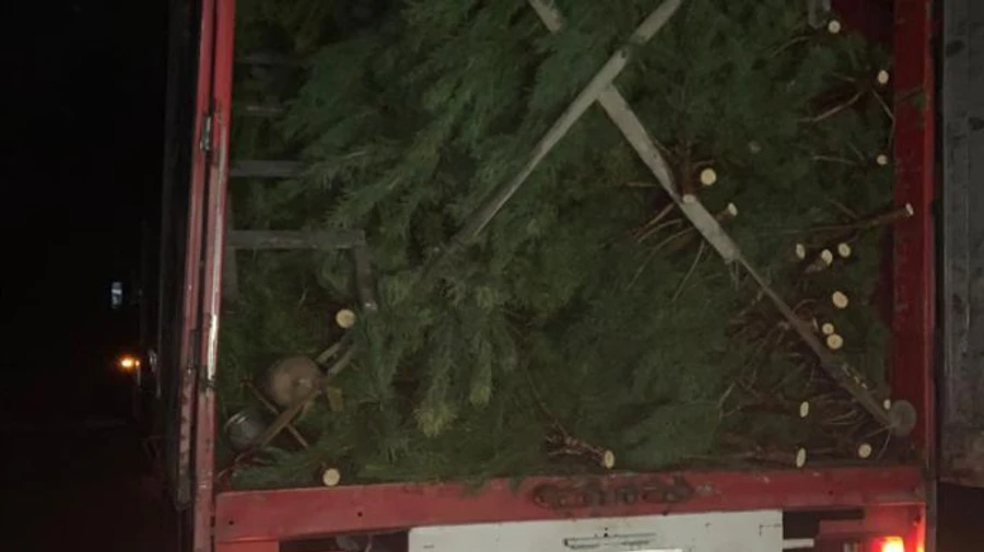 Біля кордону з Росією затримали фуру з 800 соснами-нелегалами