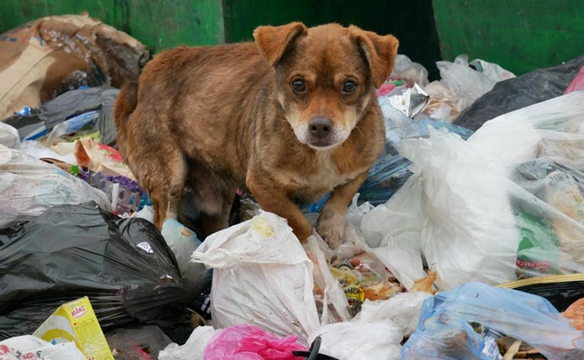 Крысы, стафилококк и зловоние. Почему старинный Дрогобыч превратился в свалку