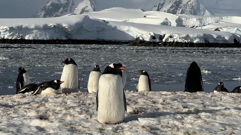 Забег ради еды: украинские полярники показали пингвинят, которые требуют у родителей еды