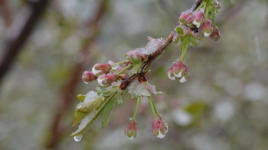 В Україні дощитиме і очікуються заморозки