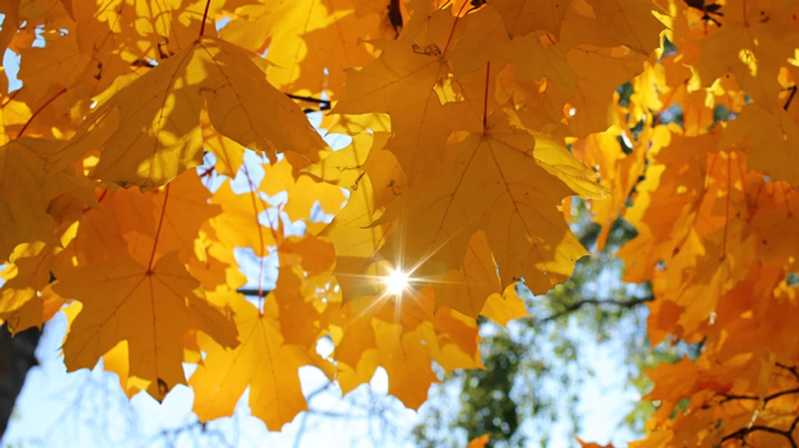 Синоптики рассказали, какой будет погода в октябре