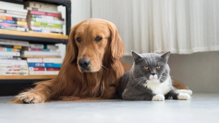 Рада в першому читанні ухвалила законопроєкт, який посилює захист тварин: що він передбачає