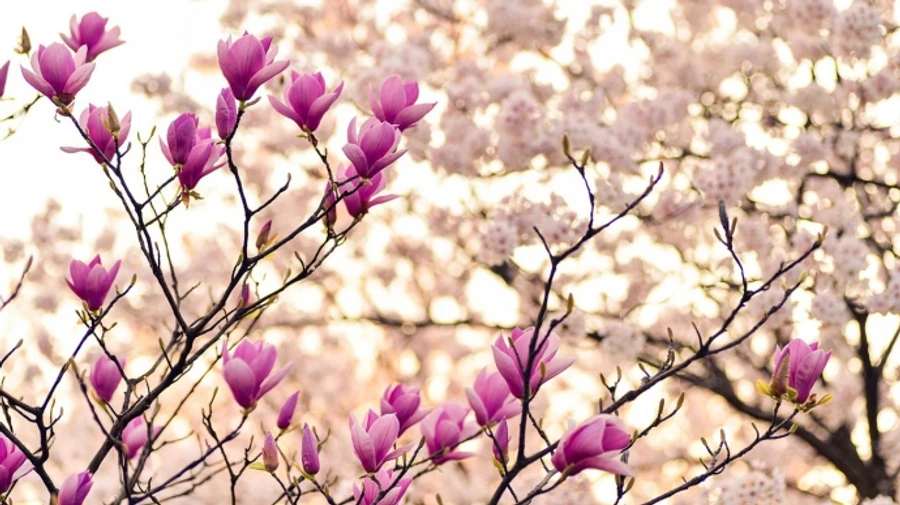 В Україні прогнозують до 25 тепла