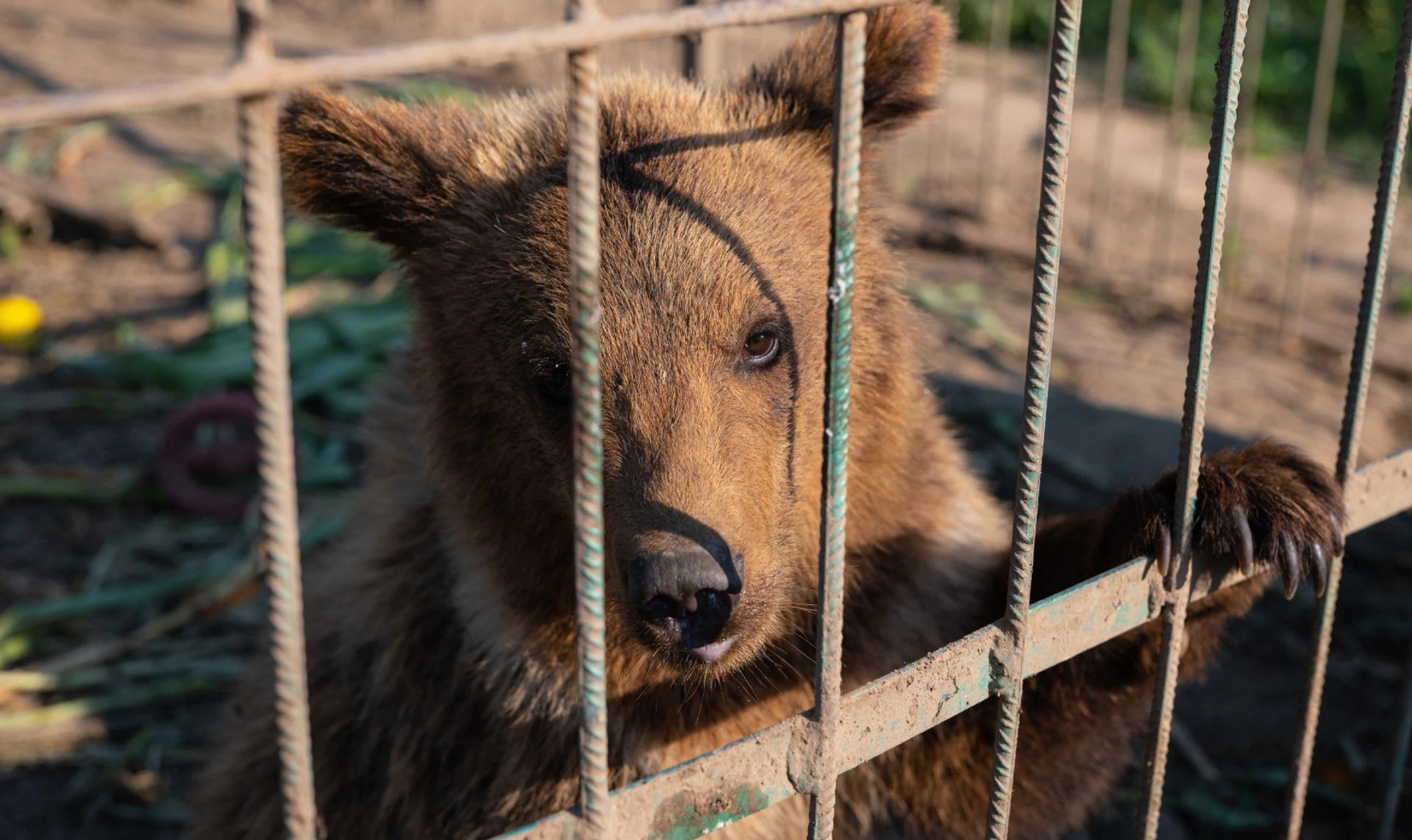 Любовь маньяка к жертве. Почему сходят с ума дикие животные, и как их спасают под Киевом
