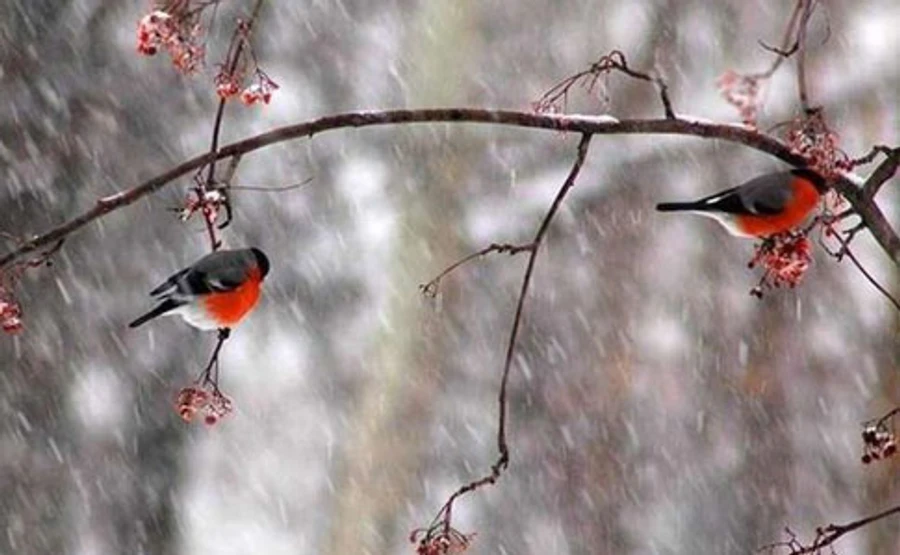 Январь в Украине завершается парадом атмосферных фронтов